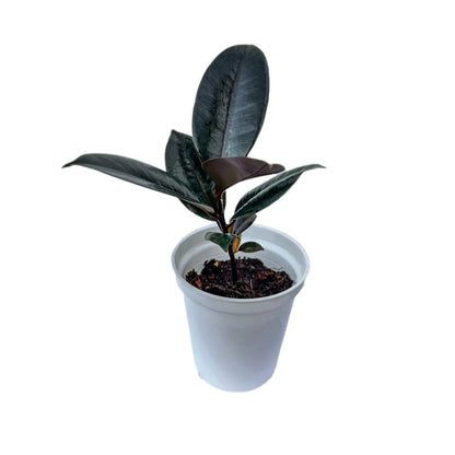 Ficus Elastica Rubber Black indoor live plant White pot