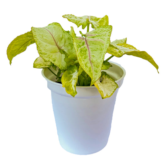 Syngonium Golden Mango indoor live plant White pot