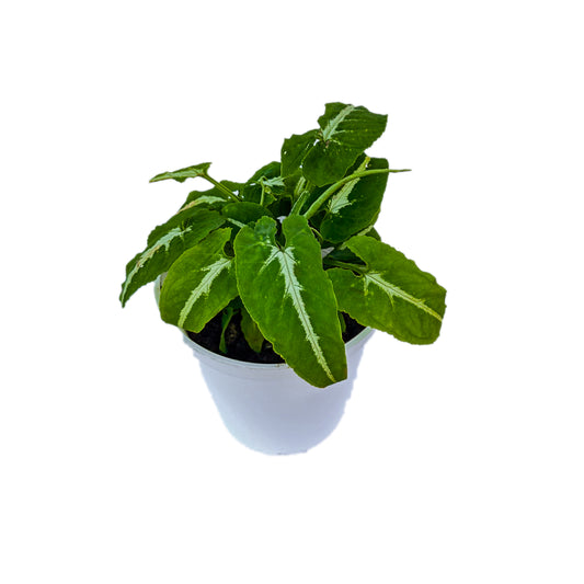 Syngonium Wendlandii Green Velvet indoor live plant White pot