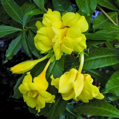 Allamanda Double