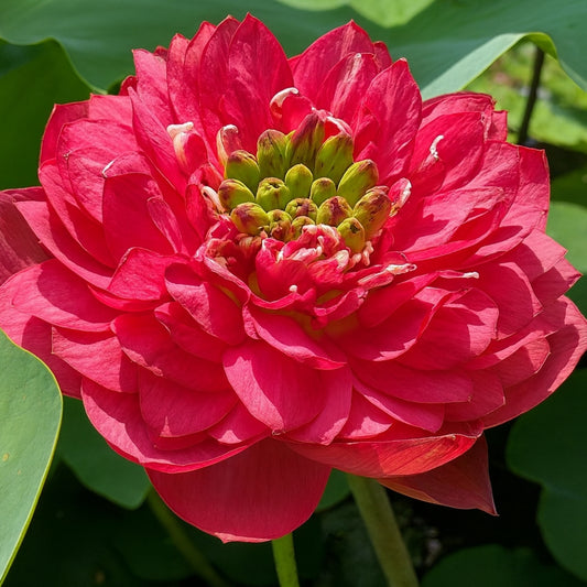 Red Philip Lotus ( code 13 )