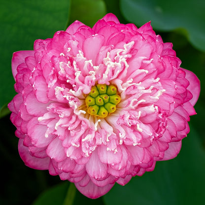 Karna Lotus ( code 65 )