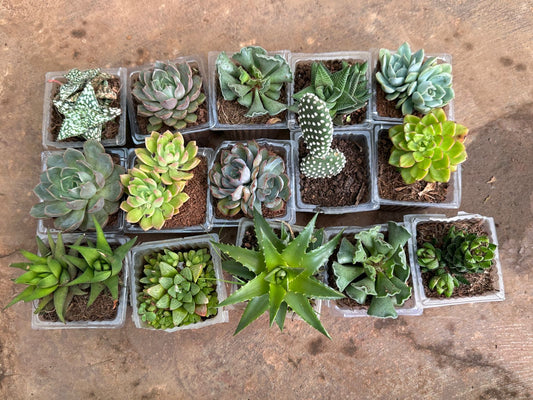 Succulent combo - 15 plants + 3 free