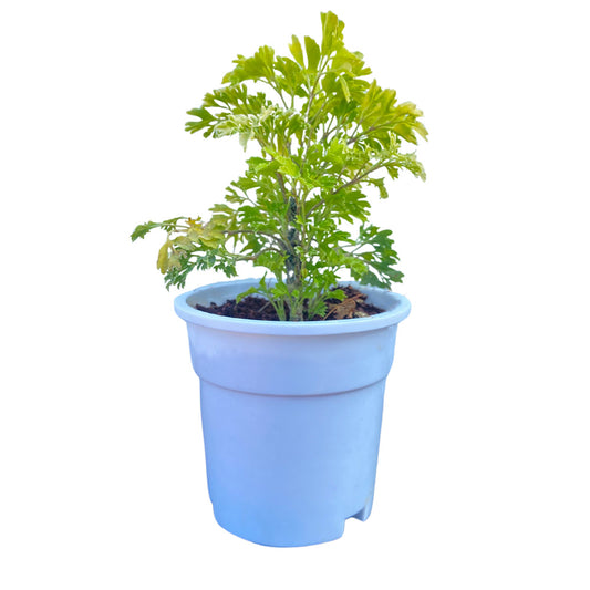 Aralia Plant with white premium pot indoor Plant