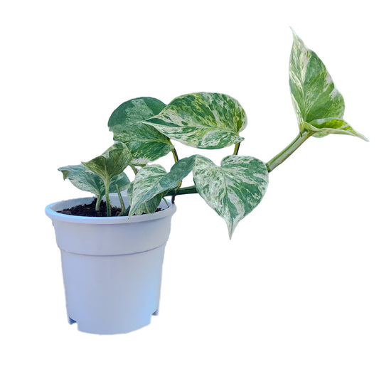 Marble Money Plant with white premium pot indoor Plant