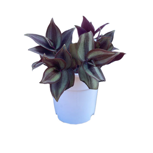 Wanttering Jew plant with white premium pot indoor Plant