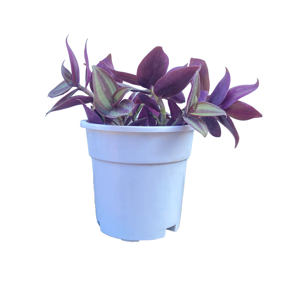 Wanttering Jew plant with white premium pot indoor Plant