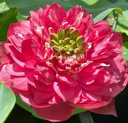 Red Philip Lotus ( code 13 )
