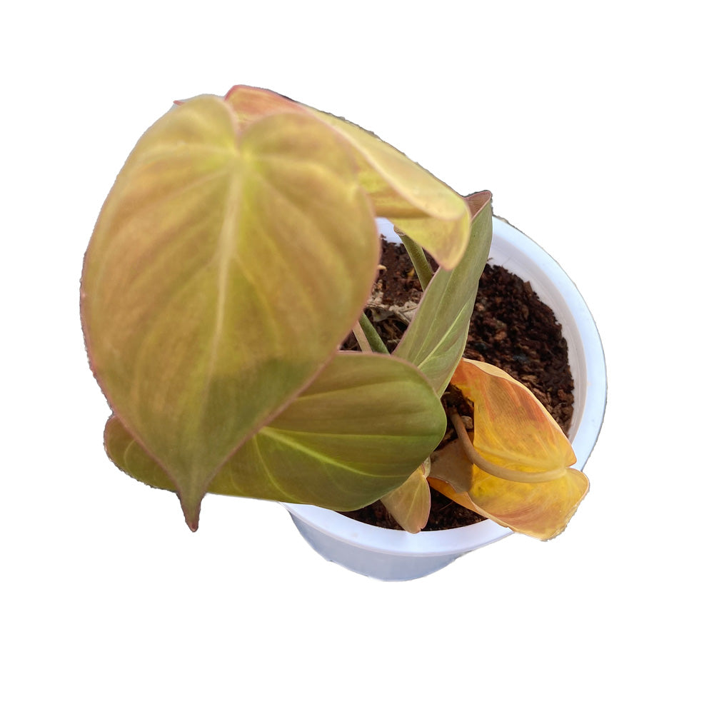 Philodendron melanochrysum with white premium pot indoor Plant