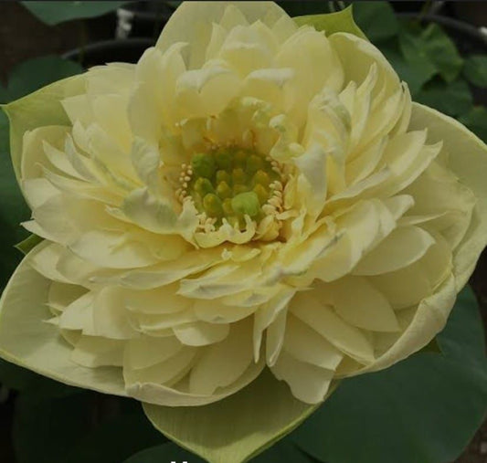 Yellow Peony Lotus ( code 11 )