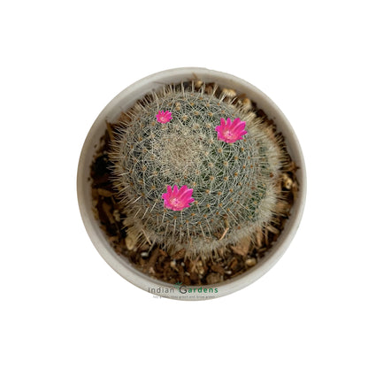 Cactus ( Set of 9 )