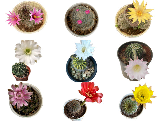 Cactus ( Set of 9 )