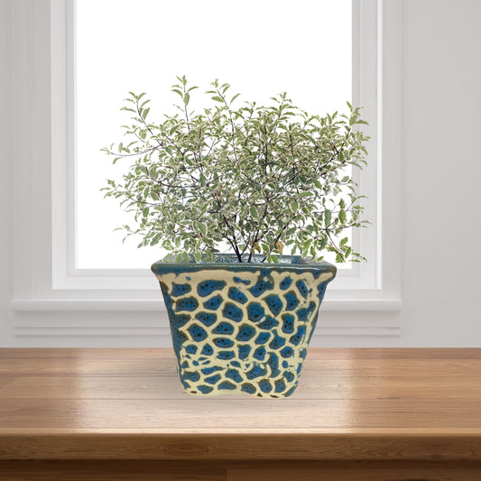 Ceramic Square Blue Colour Pot Home, Indoor Décor & Gifting
