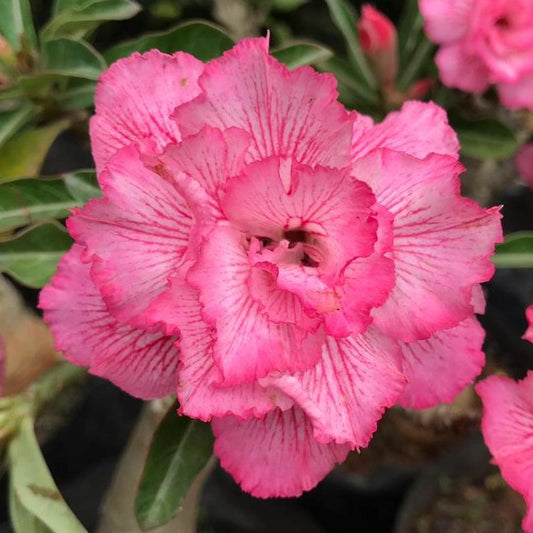 Grafted Adenium Code : 13