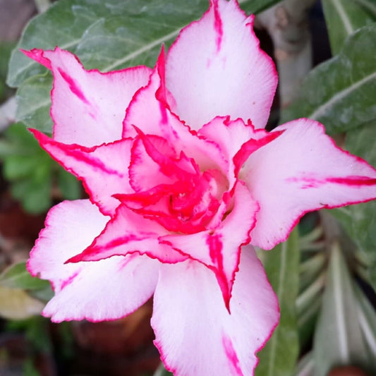 Grafted Adenium Code : 14