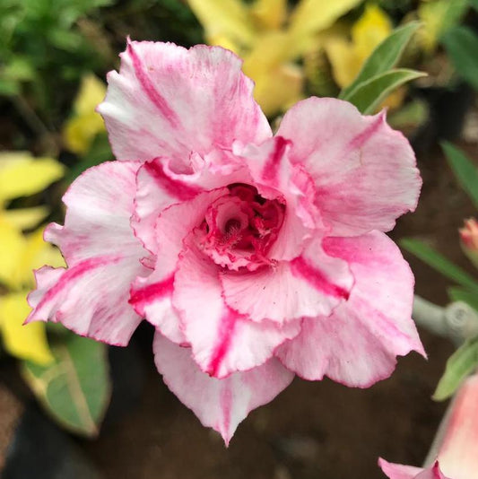 Grafted Adenium Code : 15