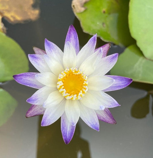 Waterlily ( Purple Joy ) ( Code 10 )