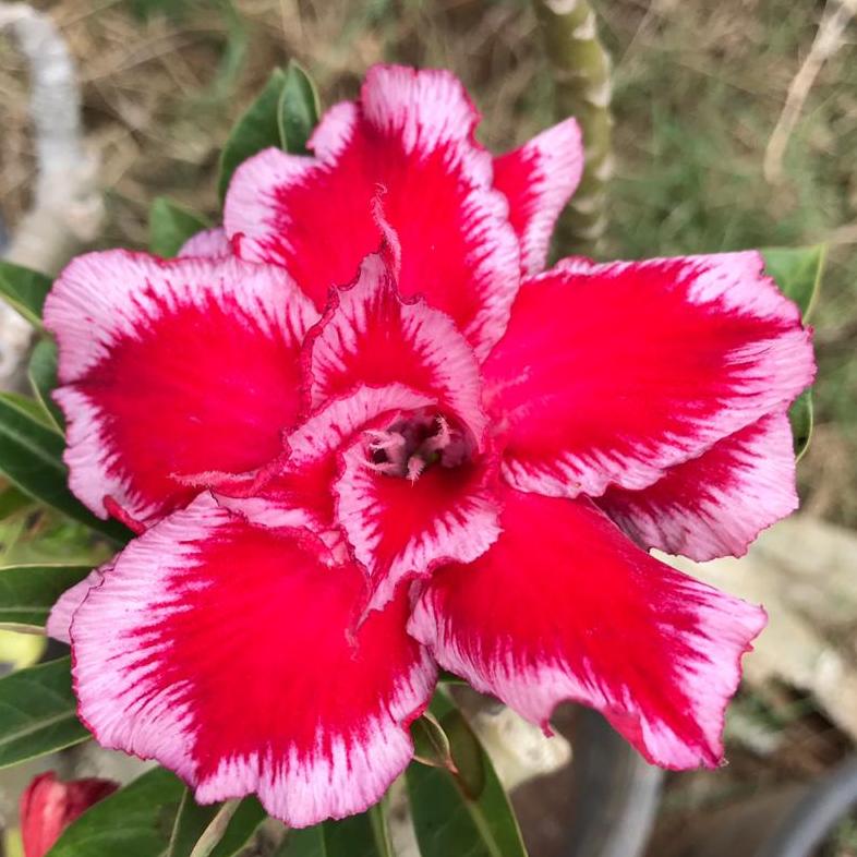 Grafted Adenium Code : 17