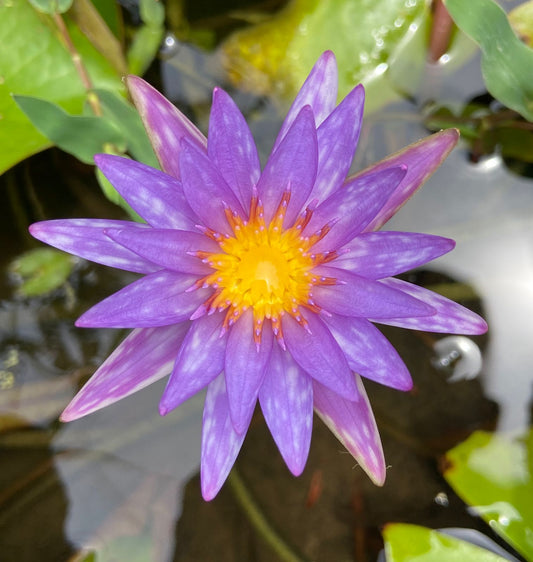 Waterlily ( Pink With Purple ) ( Code 6 )
