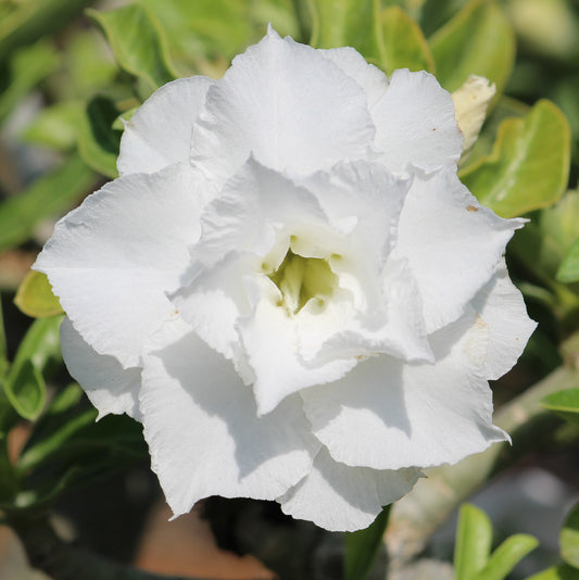 Grafted Adenium Code : 01