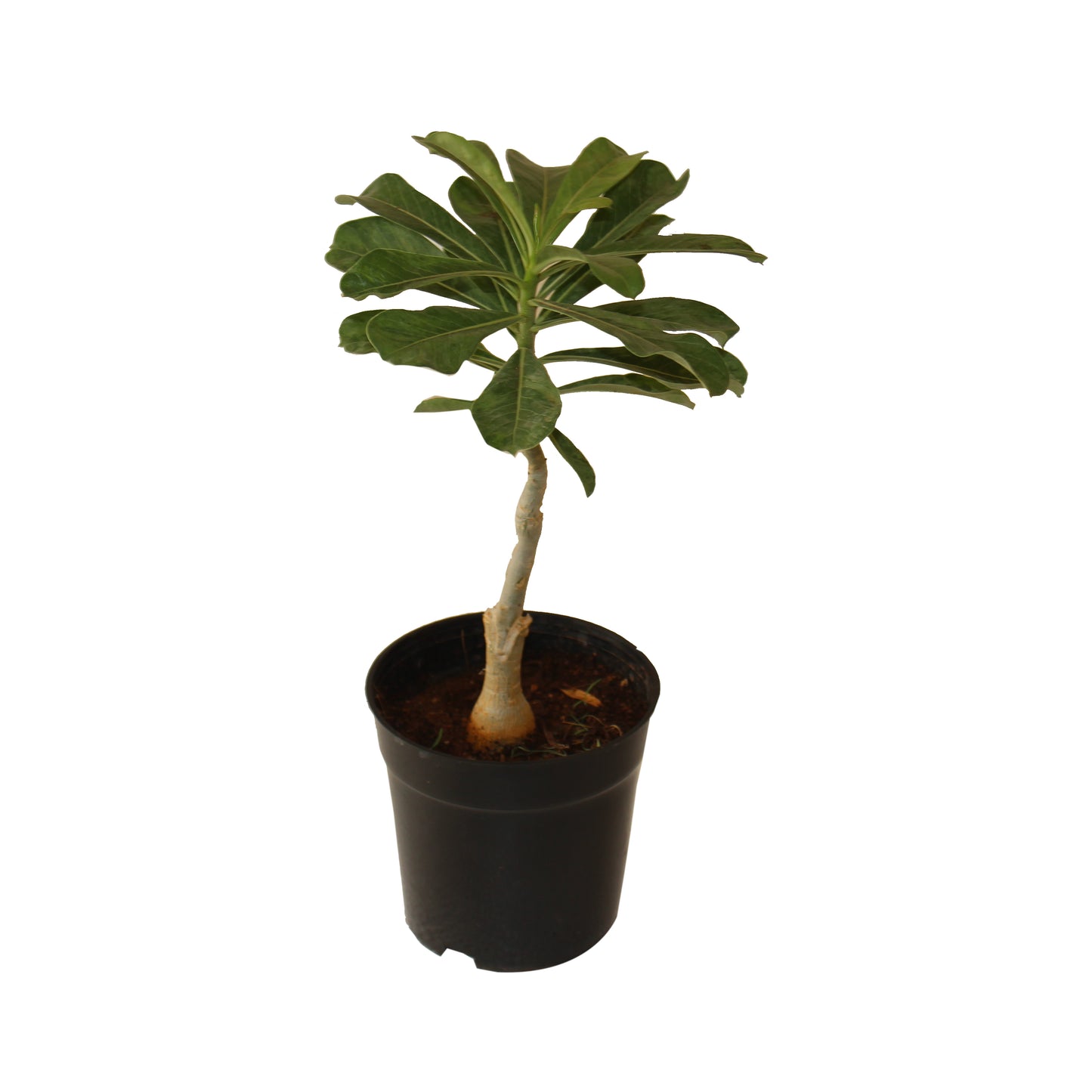 Grafted Adenium Code : 4