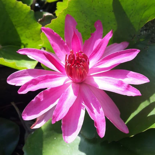 Waterlily ( Pink ) ( Code 8 )