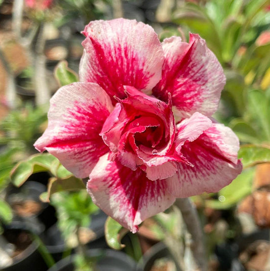 Grafted Adenium Code : 201