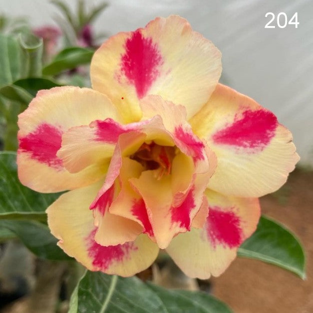 Grafted Adenium Code 204 Indian Gardens Grafted adenium code 204 indian gardens
