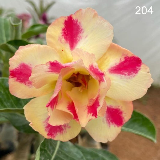 Grafted Adenium Code : 204