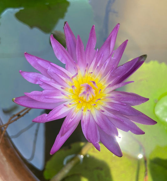 Waterlily ( Purple ) ( Code 3 )