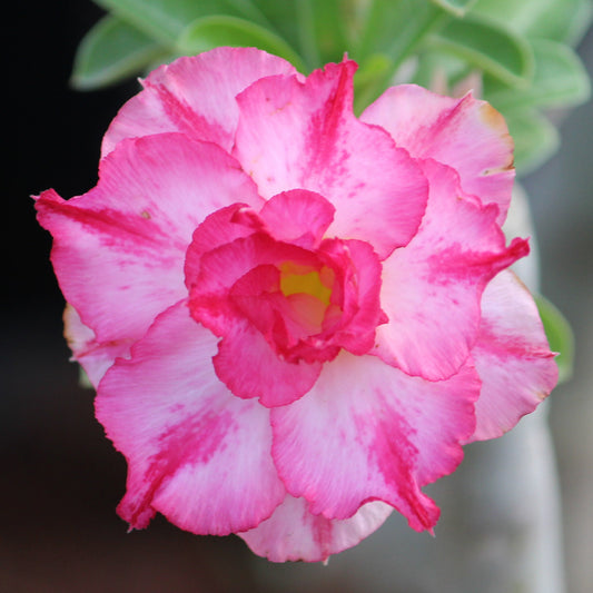 Grafted Adenium Code : 21
