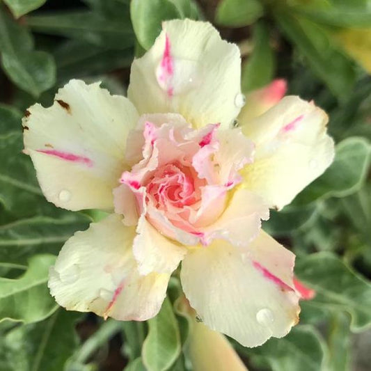 Grafted Adenium Code : 26