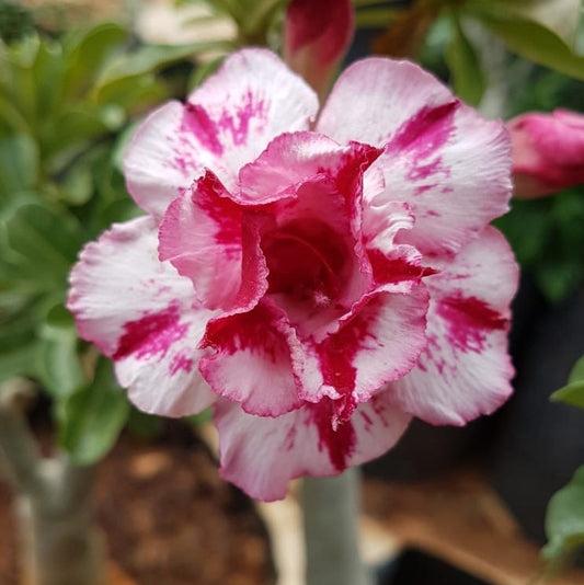 Grafted Adenium Code : 28