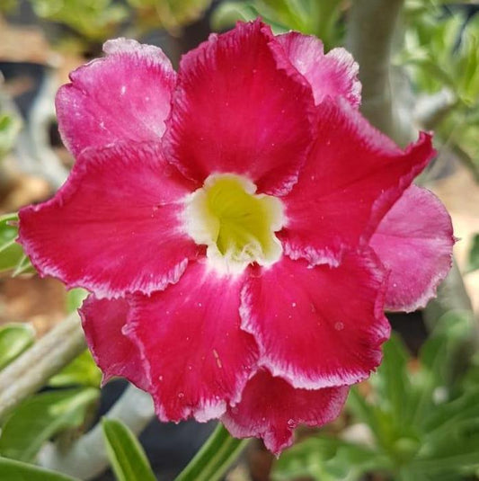 Grafted Adenium Code : 29