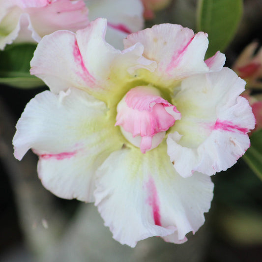 Grafted Adenium Code : 31