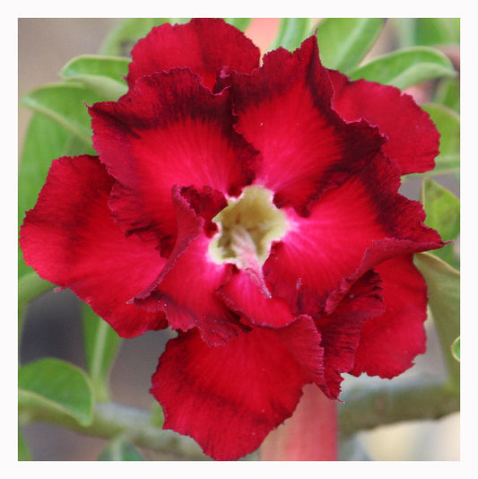 Grafted Adenium Code : 35