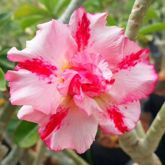 Grafted Adenium Code : 36