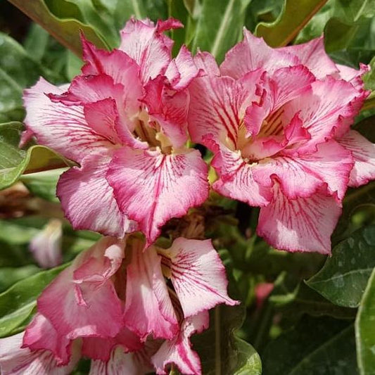 Grafted Adenium Code : 39