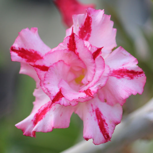 Grafted Adenium Code : 3
