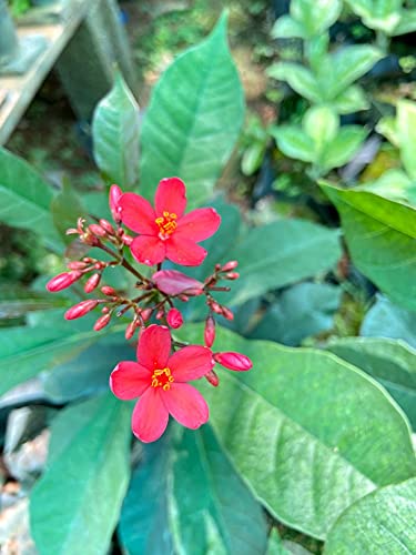 Jatropha