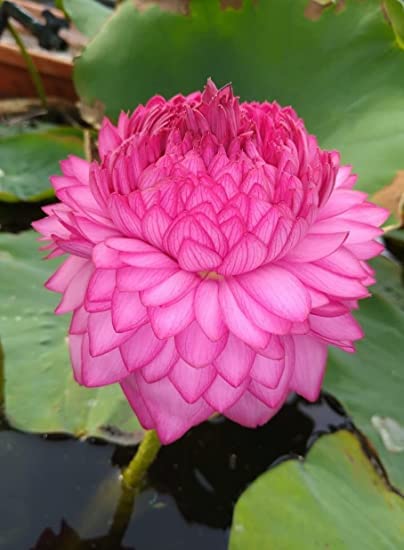 1000 petals Rare plant Lotus