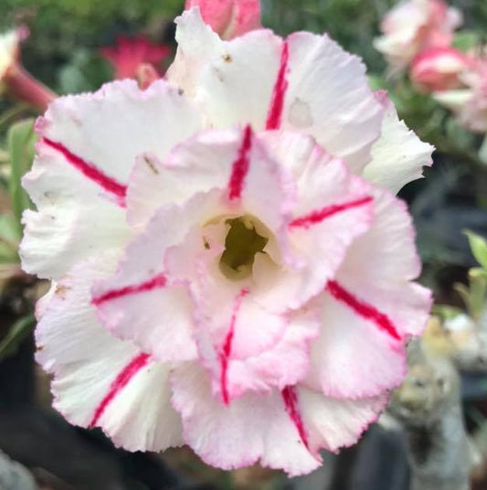 Grafted Adenium Code : 42