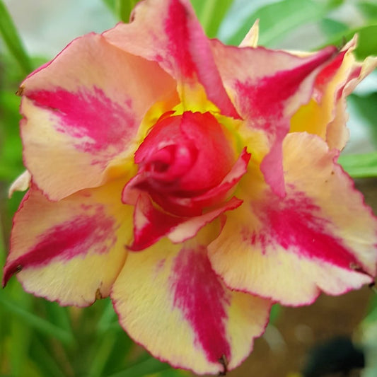 Grafted Adenium Code : 45