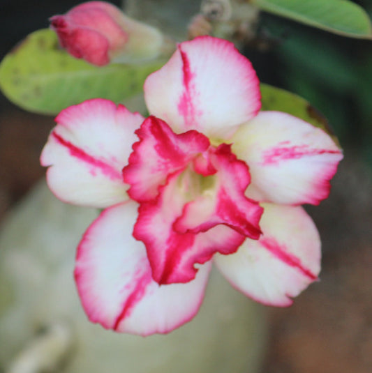 Grafted Adenium Code : 48