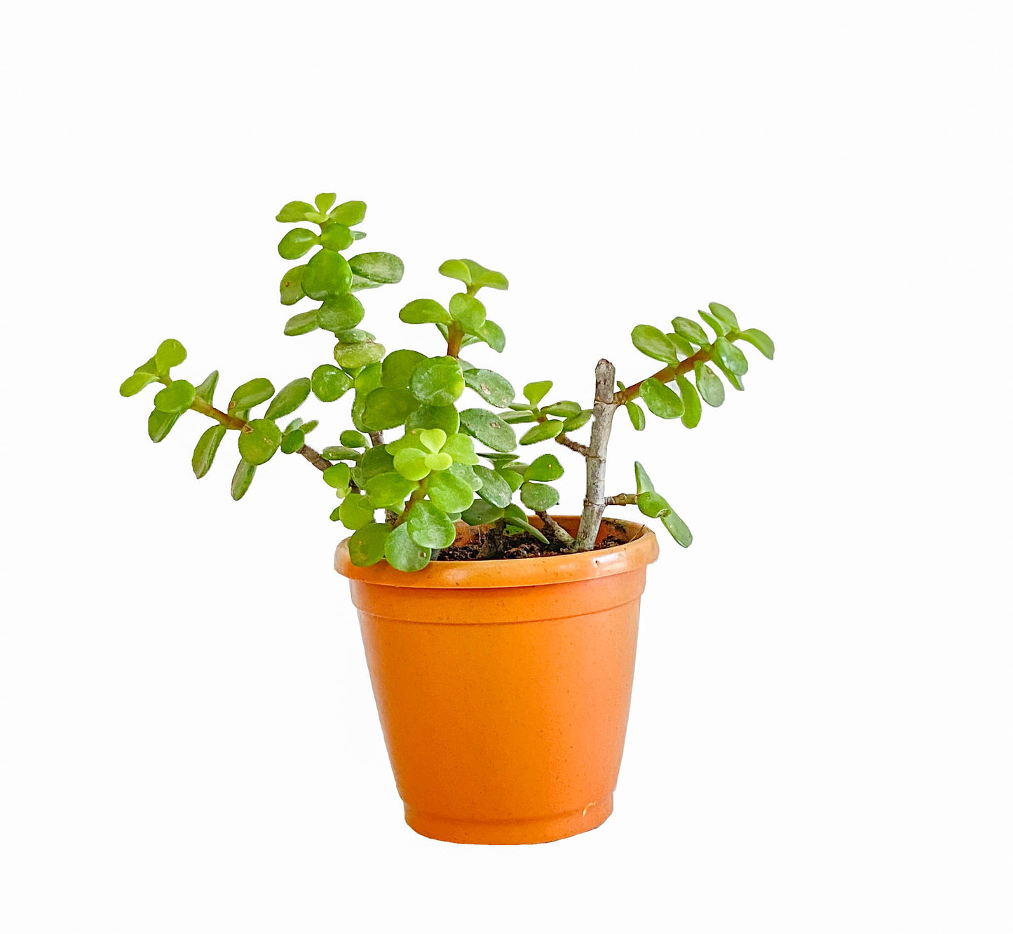 All indoor plants (Jade)