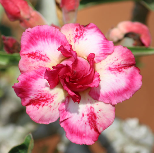 Grafted Adenium Code : 50