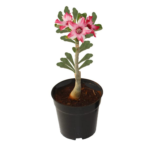 Adenium Bonsai plant