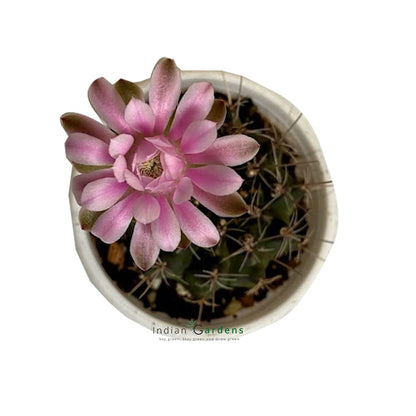 Gymnocalycium Cactus