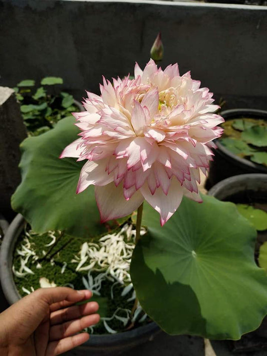 Akhila Lotus ( code 58 )