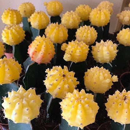 Moon Cactus  Any Colour (Pack of 5 )